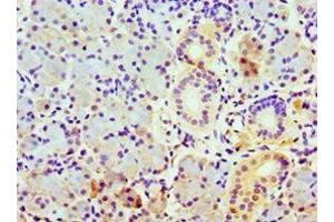 Immunohistochemistry of paraffin-embedded human pancreatic tissue using ABIN7148497 at dilution of 1:100 (COPS7A antibody  (AA 1-275))