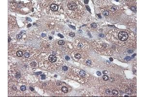 Immunohistochemistry (IHC) image for anti-Apolipoprotein M (APOM) (AA 23-188) antibody (ABIN1491233) (Apolipoprotein M antibody  (AA 23-188))