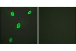 Immunofluorescence (IF) image for anti-Histone H4 (acLys12) antibody (ABIN2890734) (Histone H4 antibody  (acLys12))