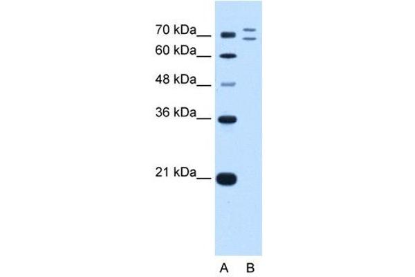 RNF168 antibody  (C-Term)