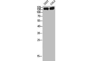 Western Blot analysis of 293T COLO cells using CD130 Polyclonal Antibody (CD130/gp130 antibody)