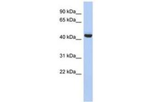 Image no. 1 for anti-Exocyst Complex Component 4 (EXOC4) (N-Term) antibody (ABIN6744025) (Sec8 antibody  (N-Term))