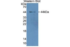 Figure. (MGA antibody  (AA 2450-2733))