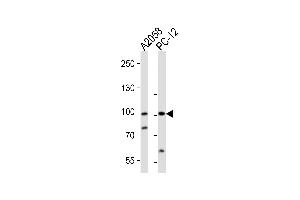 Western blot analysis of lysates from , rat PC-12 cell line (from left to right), using PROX1 Antibody (C-term) (ABIN388776 and ABIN2839111). (PROX1 antibody  (C-Term))