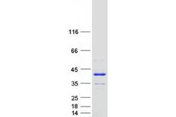 ANKRD54 Protein (Myc-DYKDDDDK Tag)