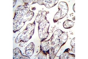 LOXL3 antibody immunohistochemistry analysis in formalin fixed and paraffin embedded human placenta tissue. (LOXL3 antibody  (AA 715-744))