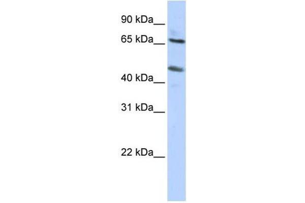 SLC26A10 antibody