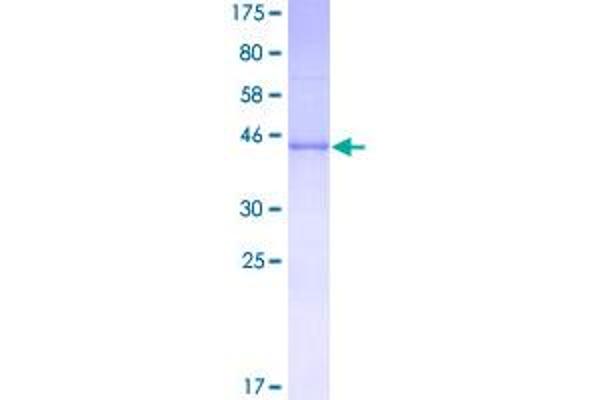 Growth Hormone 1 Protein (GH1) (AA 1-217) (GST tag)