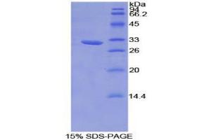 SDS-PAGE (SDS) image for Hydroxyacid Oxidase (Glycolate Oxidase) 1 (HAO1) (AA 102-357) protein (His tag) (ABIN2125223) (HAO1 Protein (AA 102-357) (His tag))