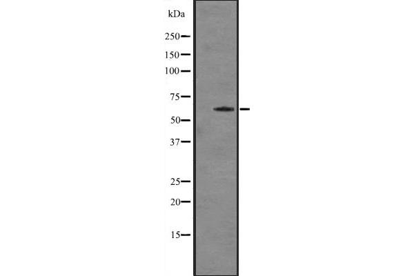 CYP7A1 antibody  (Internal Region)