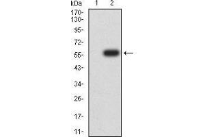 Western blot analysis using DNMT3L mAb against HEK293 (1) and DNMT3L (AA: 147-386)-hIgGFc transfected HEK293 (2) cell lysate. (DNMT3L antibody  (AA 147-386))