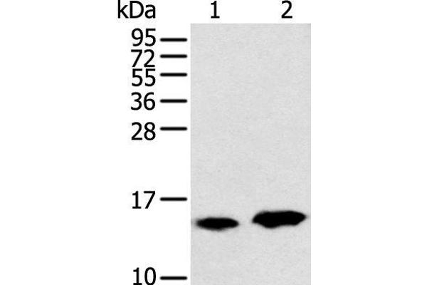 CARTPT antibody