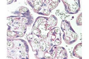 Anti-PSG3 antibody IHC staining of human placenta. (PSG3 antibody  (AA 22-50))