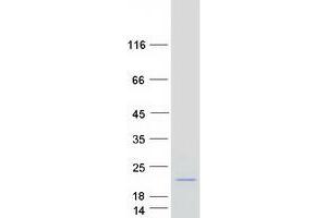 Validation with Western Blot (HIST1H2BM Protein (Myc-DYKDDDDK Tag))