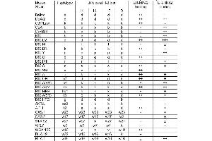 ER-MP42 and ER-HR52 anti H-2 monoclonal antibody reactivity (MHC Class I, H-2 antibody)