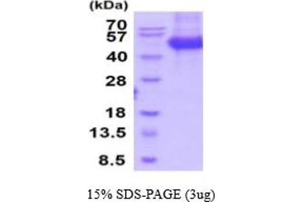 SFRP4 Protein (AA 19-346) (His tag)