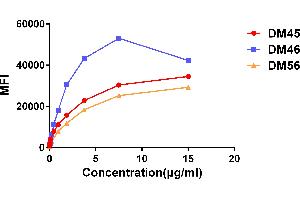 Affinity ranking of different Rabbit anti-CD138 mAb clones by titration of different concentration onto H929 cells. (Recombinant Syndecan 1 antibody  (AA 23-254))