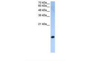 Image no. 1 for anti-Histone H2A (C-Term) antibody (ABIN321865) (Histone H2A antibody  (C-Term))