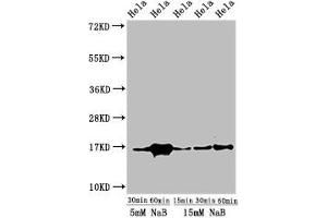 Western Blot Positive WB detected in: Hela cell acid extracts treated by NaB All lanes: HIST1H3A antibody at 1 μg/mL Secondary Goat polyclonal to rabbit IgG at 1/50000 dilution Predicted band size: 16 kDa Observed band size: 16 kDa (HIST1H3A antibody  (acLys23))