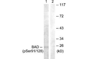 Western blot analysis of extracts from COS7 cells treated with TNF-a using BAD (Phospho-Ser91/128) Antibody. (BAD antibody  (pSer91, pSer128))