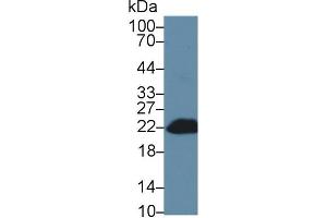 用BH3相互作用域死亡激动剂（Bid）多克隆抗体（Bid抗体（AA 1-195））检测小鼠血细胞裂解物中的Bid