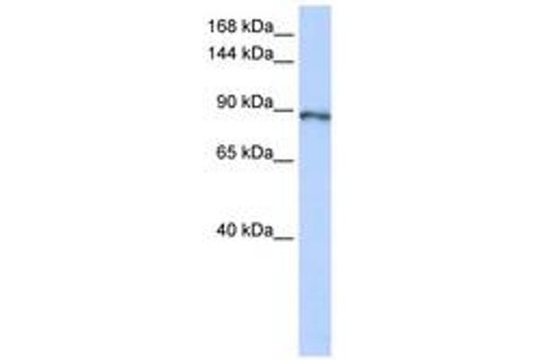 Calpain 15/SOLH antibody  (AA 1008-1057)