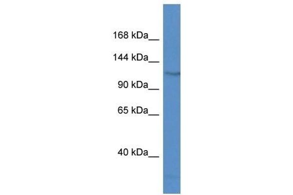 FAM120C Antikörper  (N-Term)