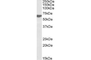 ABIN570985 (0. (RAP1 antibody  (C-Term))