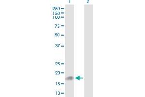 Western Blot analysis of UBD expression in transfected 293T cell line by UBD MaxPab polyclonal antibody. (UBD antibody  (AA 1-165))