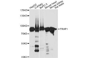Western blot analysis of extracts of various cell lines, using TRAP1 antibody. (TRAP1 antibody)