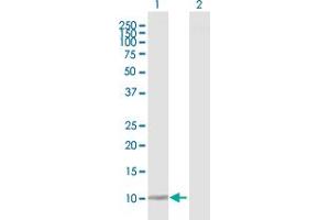 Western Blot analysis of DDT expression in transfected 293T cell line by DDT MaxPab polyclonal antibody. (DDT antibody  (AA 1-118))