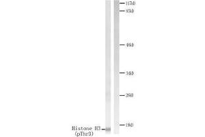 Western blot analysis of extracts from HuvEc cells treated with Serum. (Histone H3.1 antibody  (pThr3))