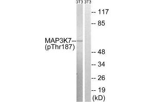 Western Blotting (WB) image for anti-Mitogen-Activated Protein Kinase Kinase Kinase 7 (MAP3K7) (pThr187) antibody (ABIN1847610) (MAP3K7 antibody  (pThr187))
