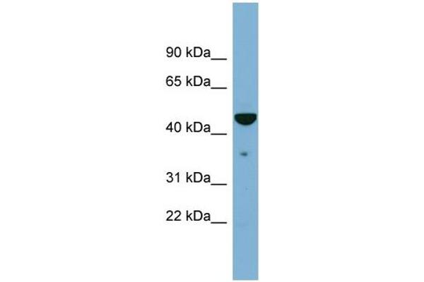 TAPBP antibody  (Middle Region)