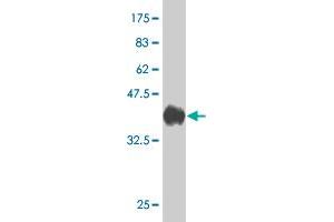 Western Blot detection against Immunogen (34. (LMBR1 antibody  (AA 214-295))