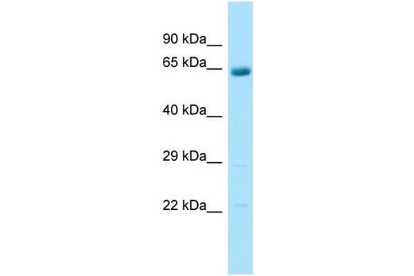 ARSJ antibody  (C-Term)