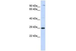 Image no. 1 for anti-Tetraspanin 2 (TSPAN2) (AA 108-157) antibody (ABIN6740981) (Tetraspanin 2 antibody  (AA 108-157))