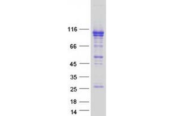 OSBPL5 Protein (Transcript Variant 3) (Myc-DYKDDDDK Tag)