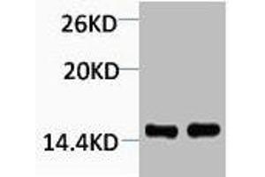 Western blot analysis of 1) Hela, 2) 3T3, diluted at 1:2000. (HIST1H4A antibody  (meLys79))