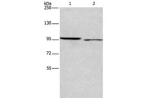 Western Blot analysis of 293T and Hela cell using ICAM5 Polyclonal Antibody at dilution of 1:500 (ICAM5 antibody)