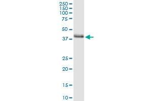 Immunoprecipitation of STBD1 transfected lysate using anti-STBD1 MaxPab rabbit polyclonal antibody and Protein A Magnetic Bead , and immunoblotted with STBD1 MaxPab mouse polyclonal antibody (B01) . (STBD1 antibody  (AA 1-358))