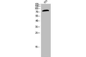 Western Blot analysis of 3T3 cells using Phospho-Raf-B (S602) Polyclonal Antibody (BRAF antibody  (pSer602))