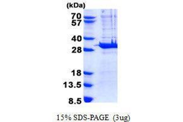 PYCRL Protein