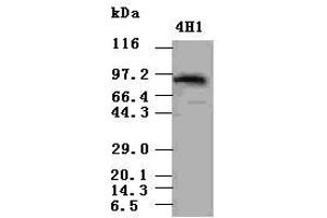 STAT5a antibody (4H1) at 1:500 dilution + lysate from 293T cells transfected with human Stat5a expression vector (STAT5A antibody  (AA 2-104))