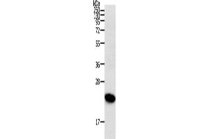 Western Blotting (WB) image for anti-Ras Homolog Gene Family, Member C (RHOC) antibody (ABIN2431009) (RHOC antibody)