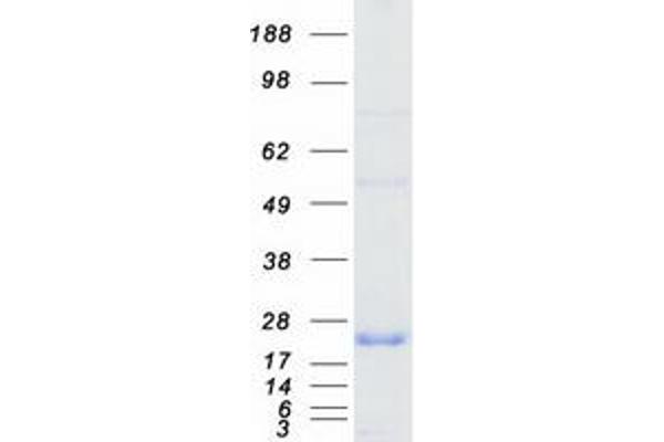 PPP1R1A Protein (Myc-DYKDDDDK Tag)