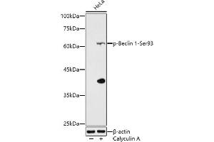 Western blot analysis of extracts of HeLa cells, using Phospho-Beclin 1-Ser93 antibody (ABIN7265873) at 1:500 dilution. (Beclin 1 antibody  (pSer93))