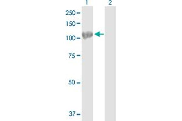 HSPA4 antibody  (AA 1-840)