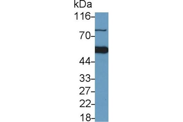 Caspase 9 antibody  (AA 1-200)