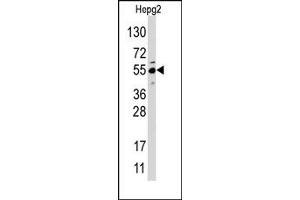 Image no. 1 for anti-Jumonji Domain Containing 4 (JMJD4) (N-Term) antibody (ABIN356561) (JMJD4 antibody  (N-Term))